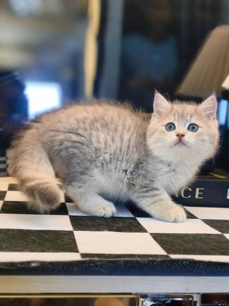 British Shorthair