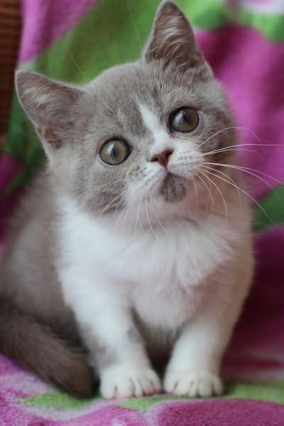 British Shorthair