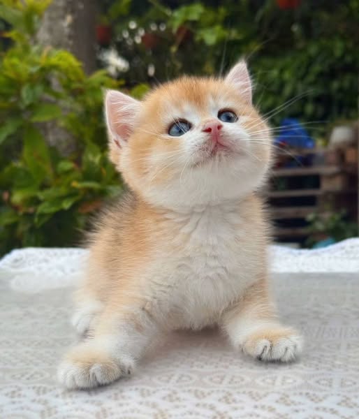 British Shorthair