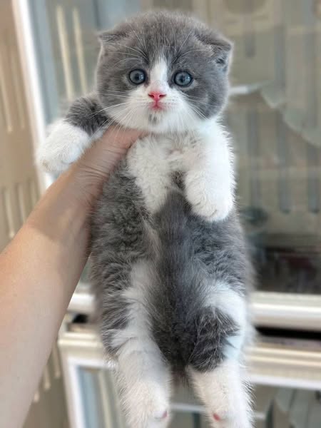 Munchkin Fold