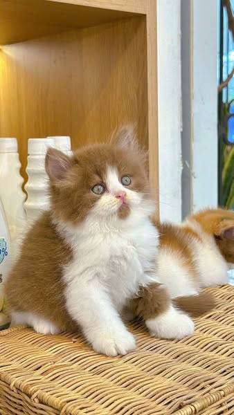 British Longhair