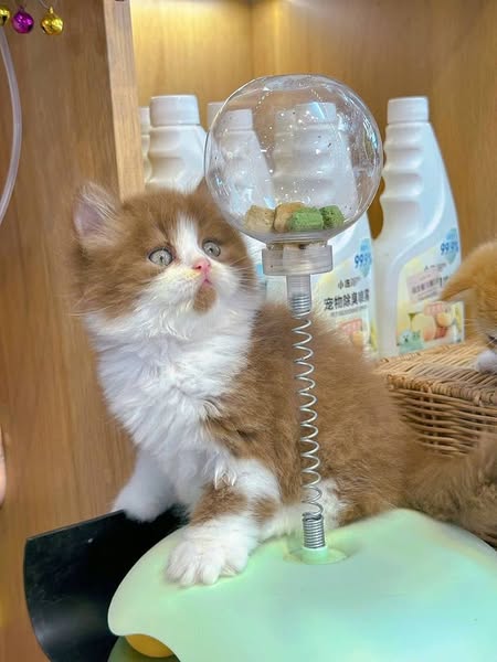 British Longhair
