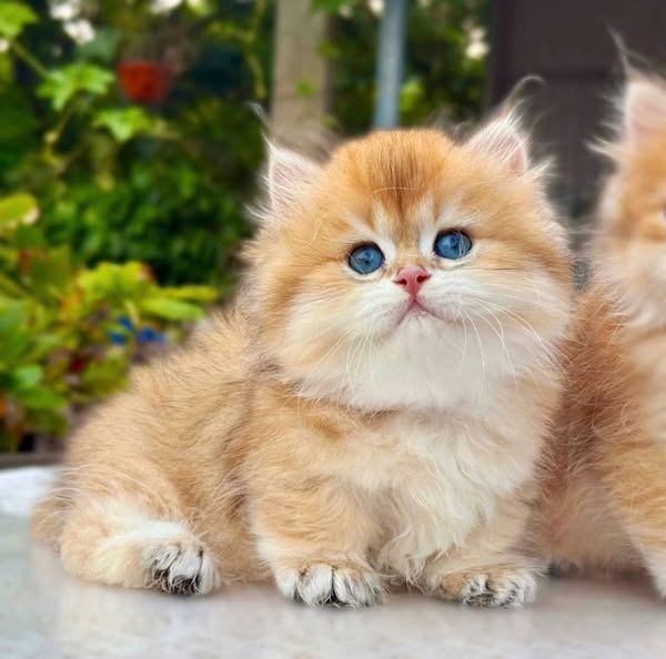 Munchkin Longhair