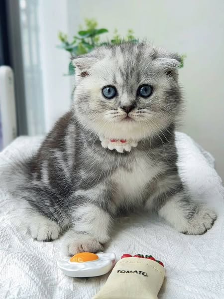 Scottish Fold