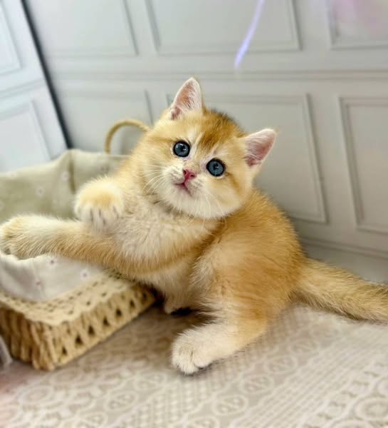 British Shorthair