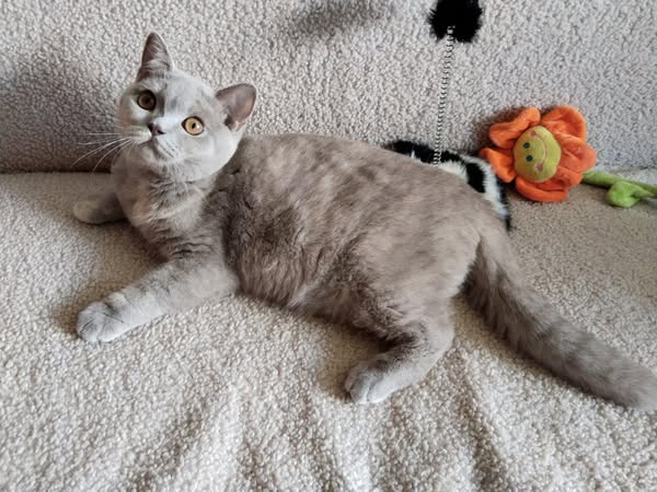 British Shorthair