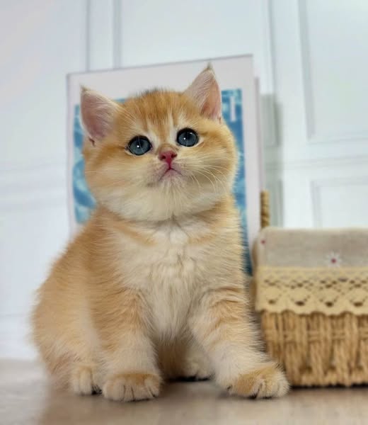 British Shorthair