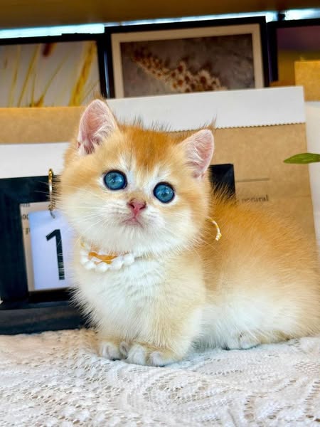 Munchkin