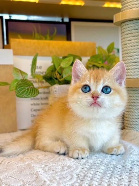 Munchkin