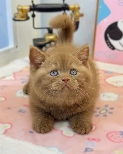 British Shorthair
