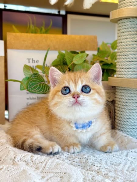 Munchkin