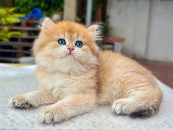 British Longhair