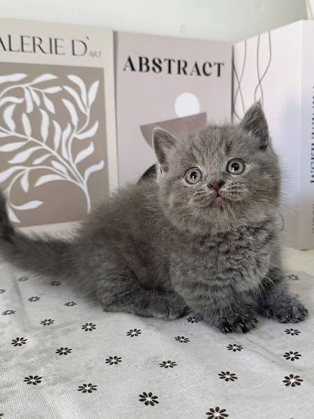 Munchkin