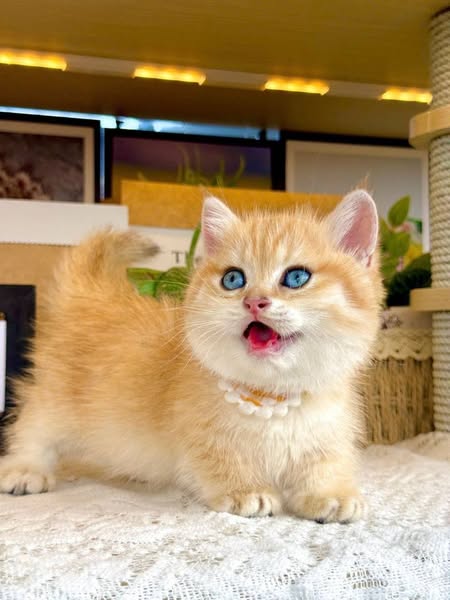 Munchkin