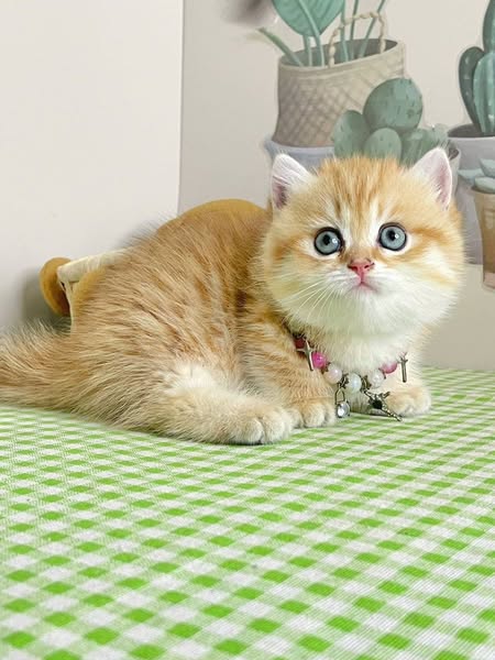 Munchkin
