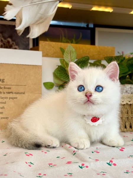 Munchkin