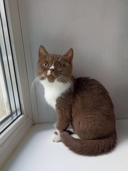 British Shorthair