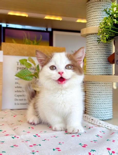 Munchkin