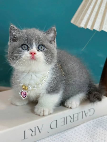 Munchkin