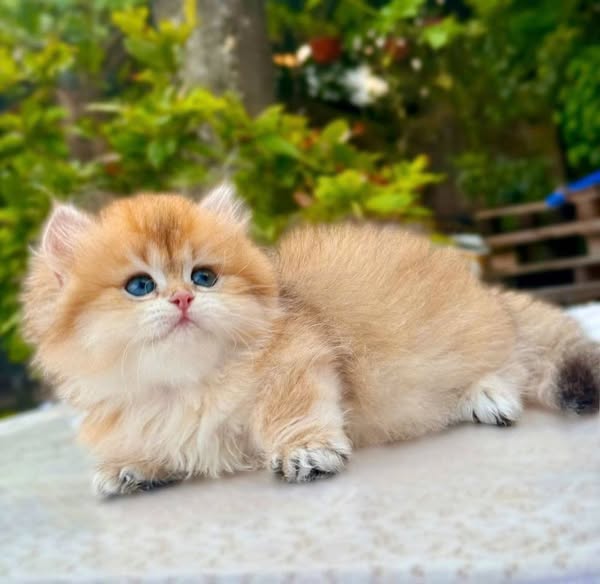 Munchkin Longhair