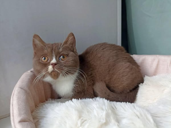 British Shorthair