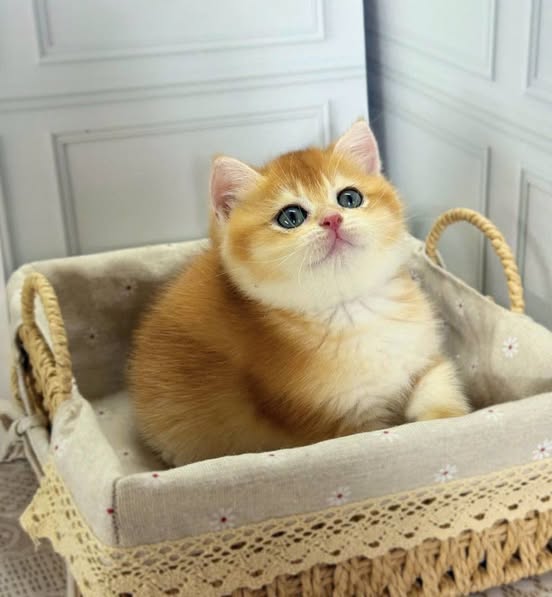 British Shorthair
