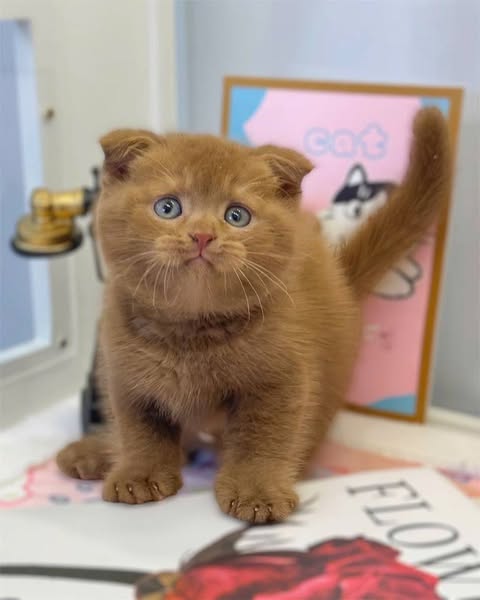 Scottish Fold