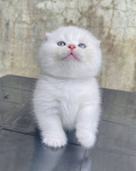 Munchkin Fold
