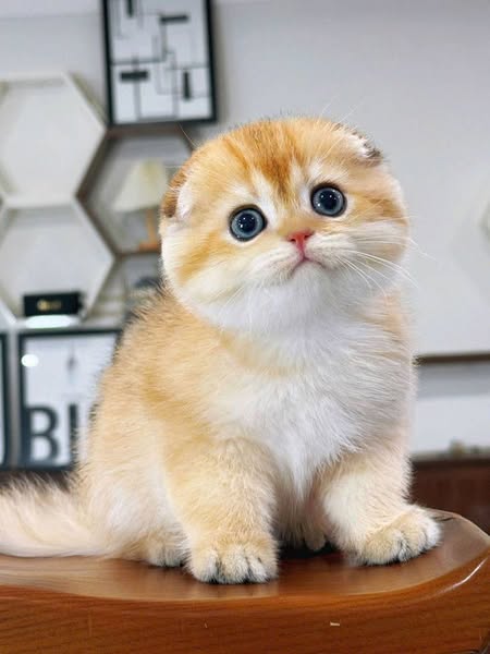 Scottish Fold
