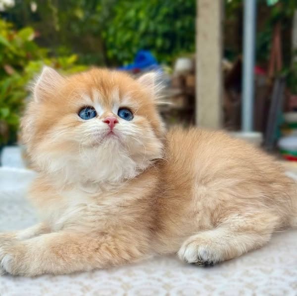 British Longhair