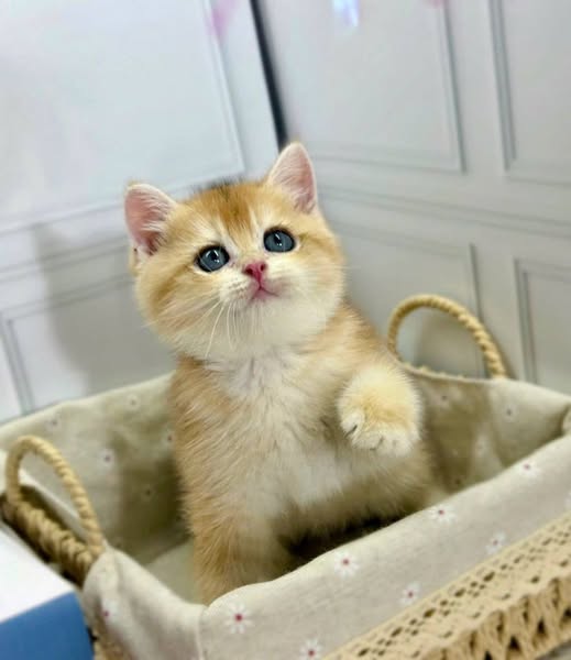 British Shorthair