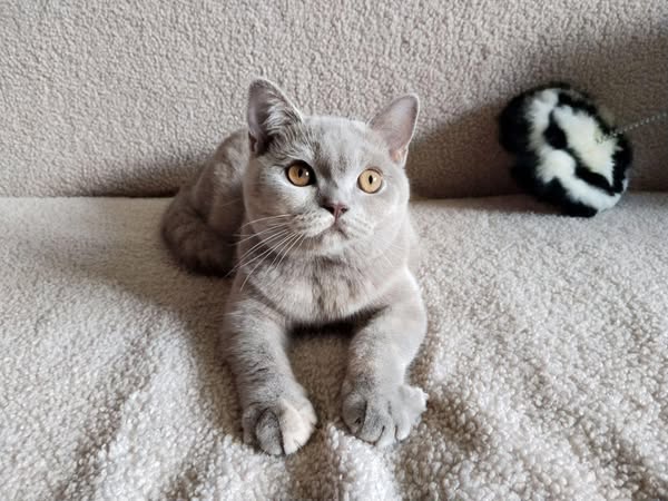British Shorthair