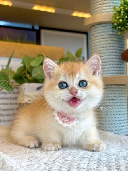 Munchkin