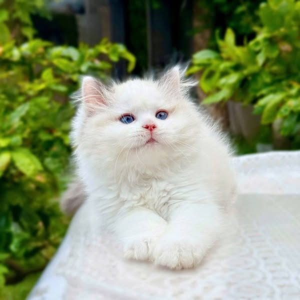 Ragdoll