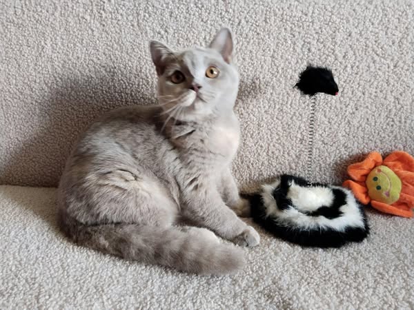 British Shorthair