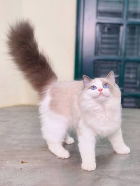 Ragdoll