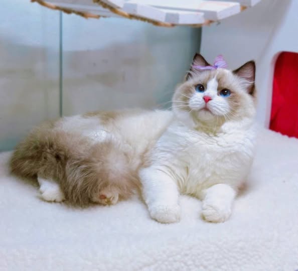 Ragdoll