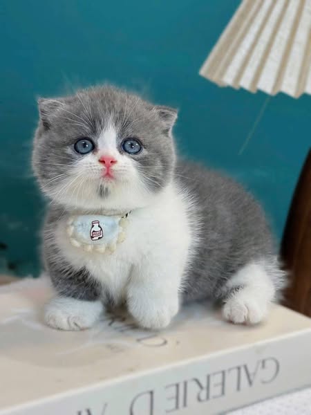 Munchkin Fold