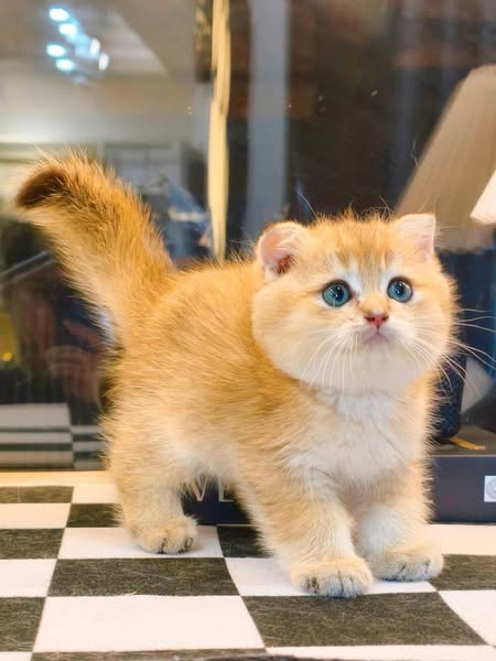 Scottish Fold