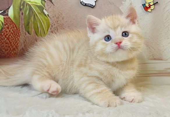 British Shorthair