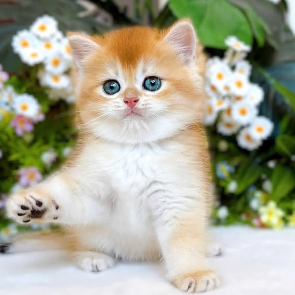 British Shorthair