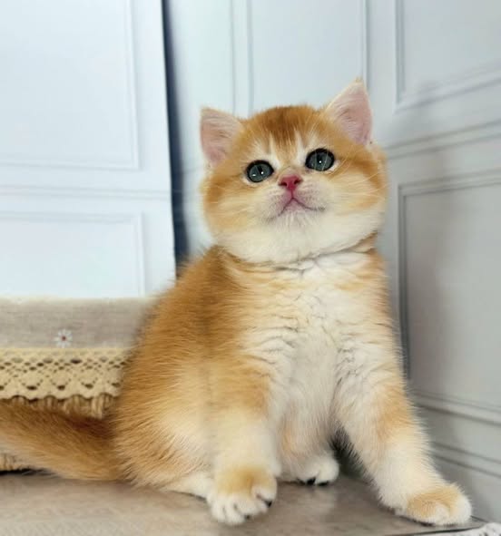 British Shorthair