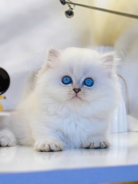 Munchkin Longhair