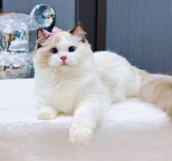 Ragdoll