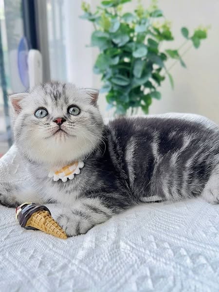 Scottish Fold