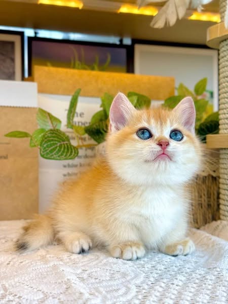 Munchkin