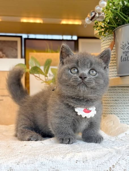 Munchkin