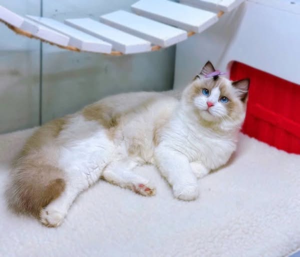 Ragdoll