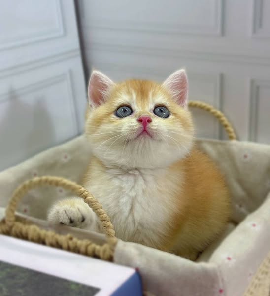 British Shorthair