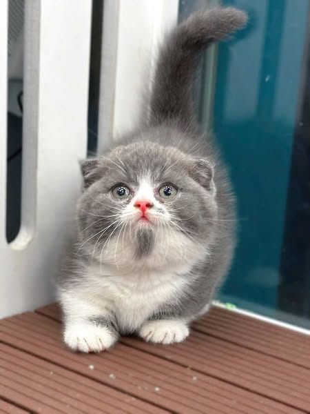 Munchkin Fold